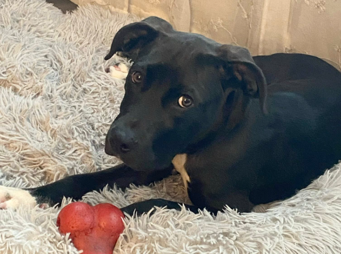 adoptable Dog in Saint Ann, MO named Starr