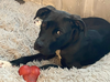adoptable Dog in  named Starr