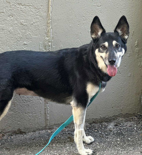 picture of the dog needing adoption