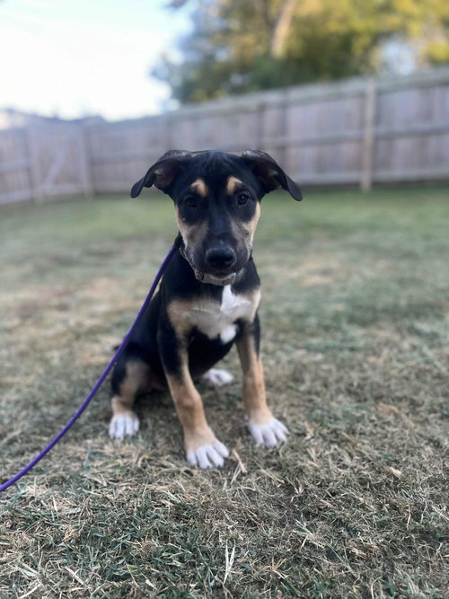 picture of the dog needing adoption