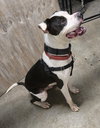 Spot - Photo 4