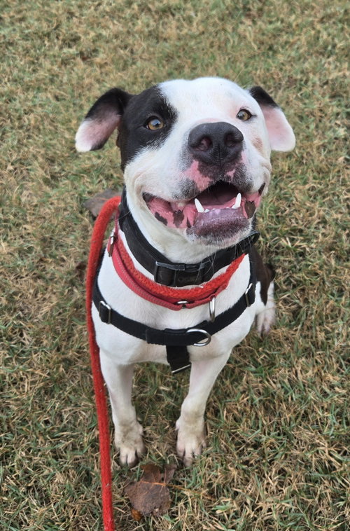 SPOT - Pit Bull Terrier available for adoption