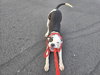 Spot - Photo 5