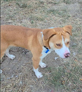 GRAHAM - Labrador Retriever / Pit Bull Terrier available for adoption