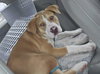 Graham - Photo 4