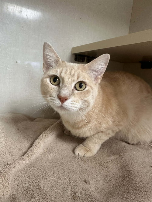 MOMMA MASH - Domestic Short Hair available for adoption
