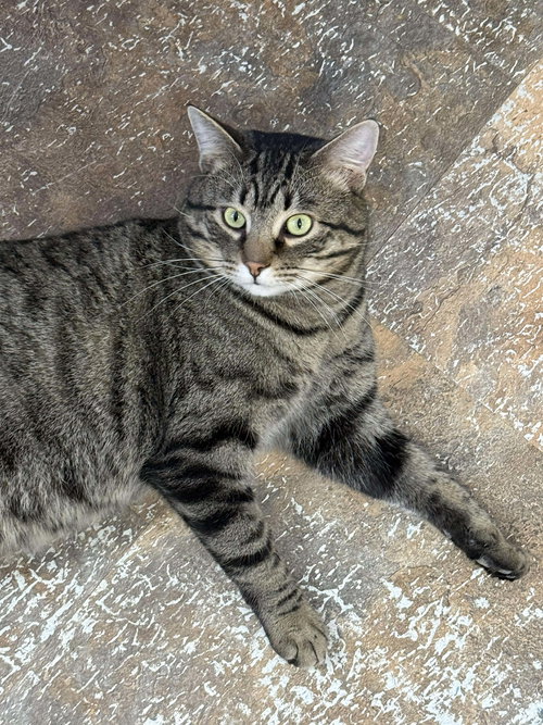 SWAYZE - Domestic Short Hair / Tabby available for adoption