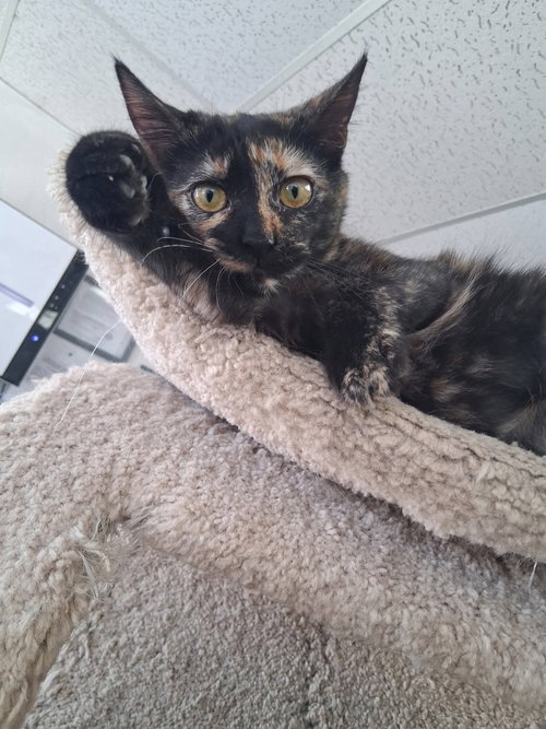 KIM POSSIBLE - Domestic Short Hair available for adoption