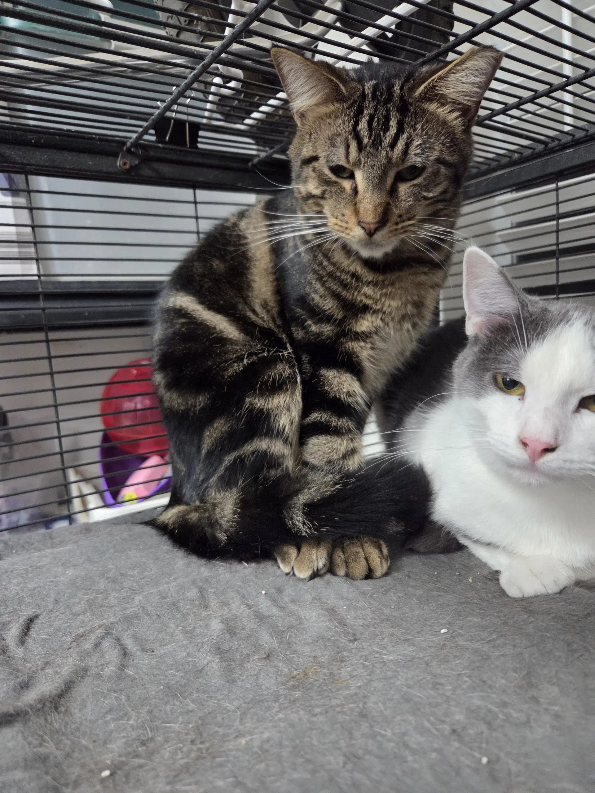 Eli - Domestic Short Hair