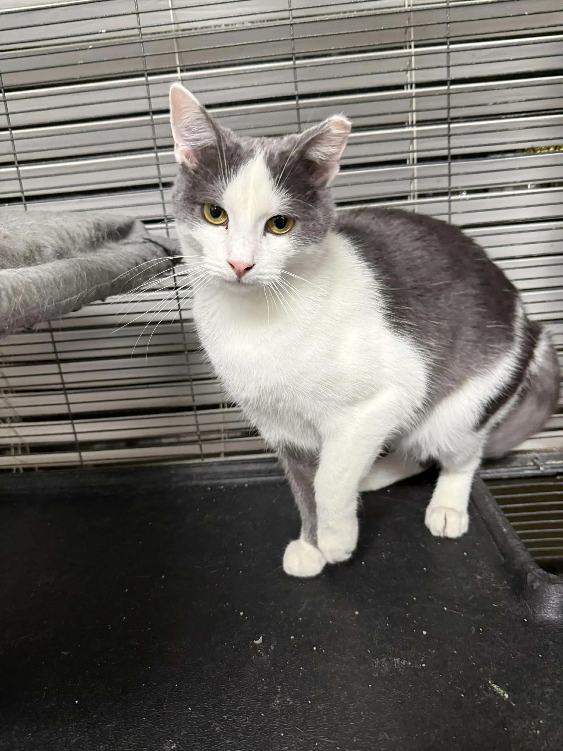 Jacob - Domestic Short Hair