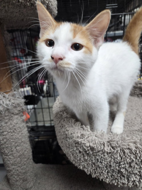 OLLIE - Domestic Short Hair available for adoption