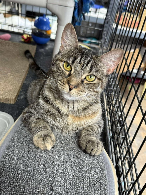 AMELIA - Domestic Short Hair available for adoption