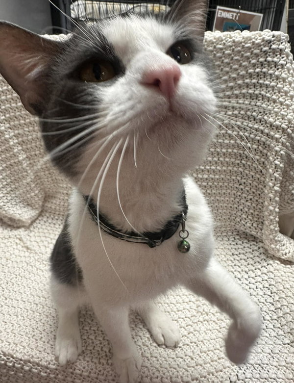 Ceasar