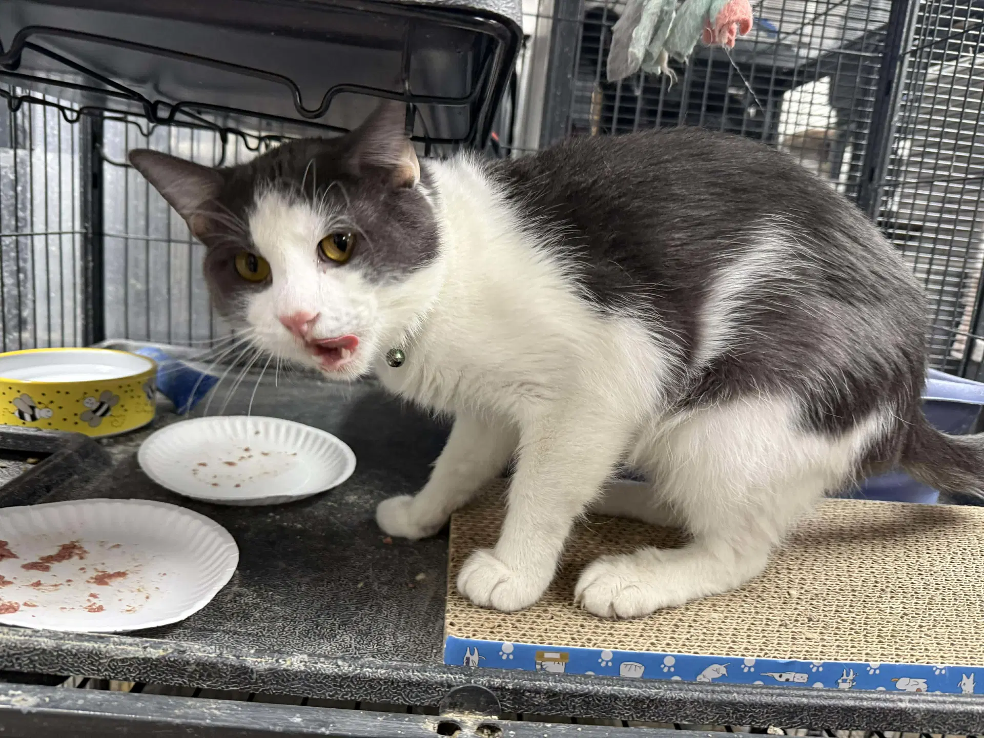 Ceasar - Domestic Short Hair