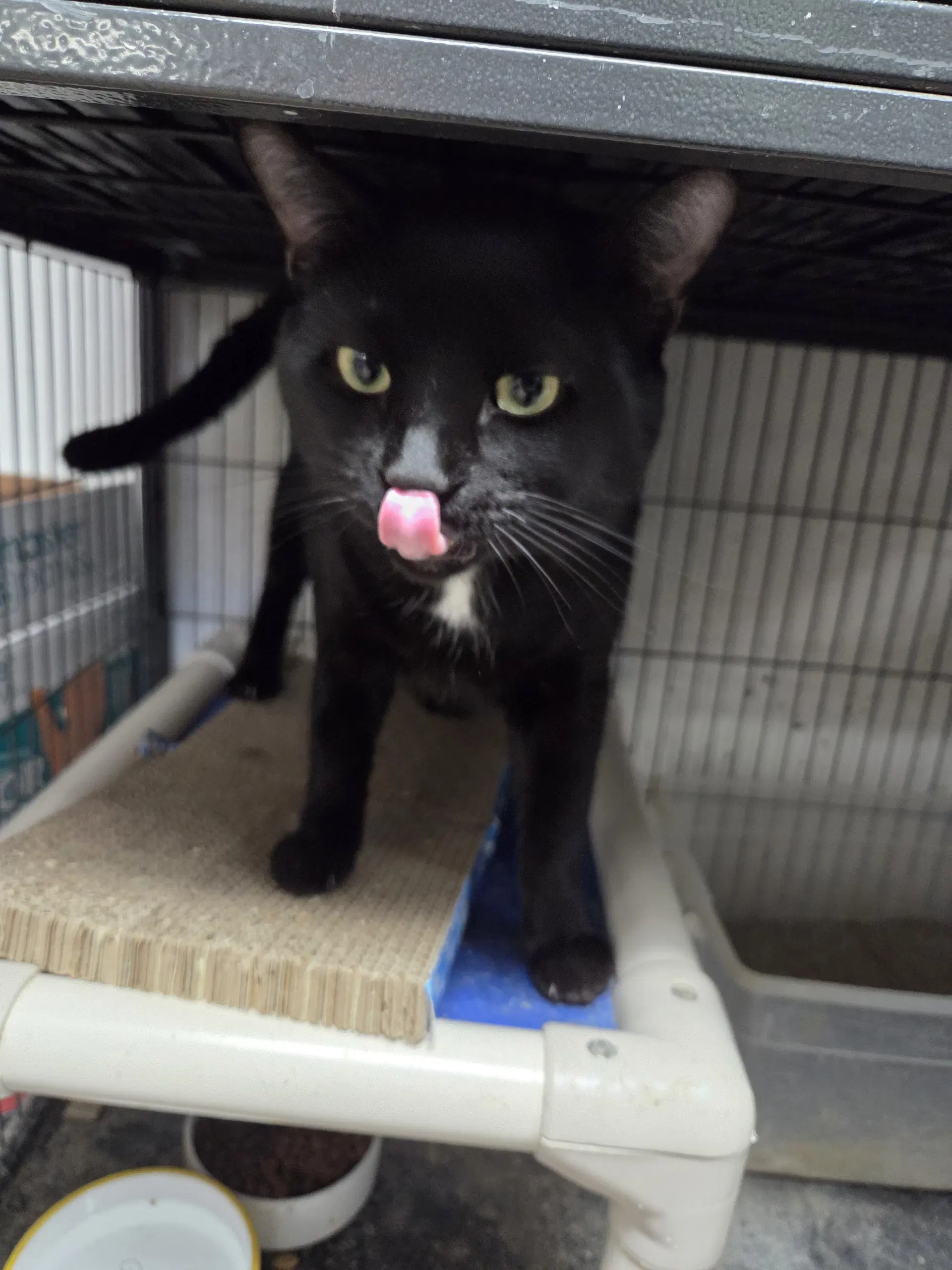 Spirit - Domestic Short Hair