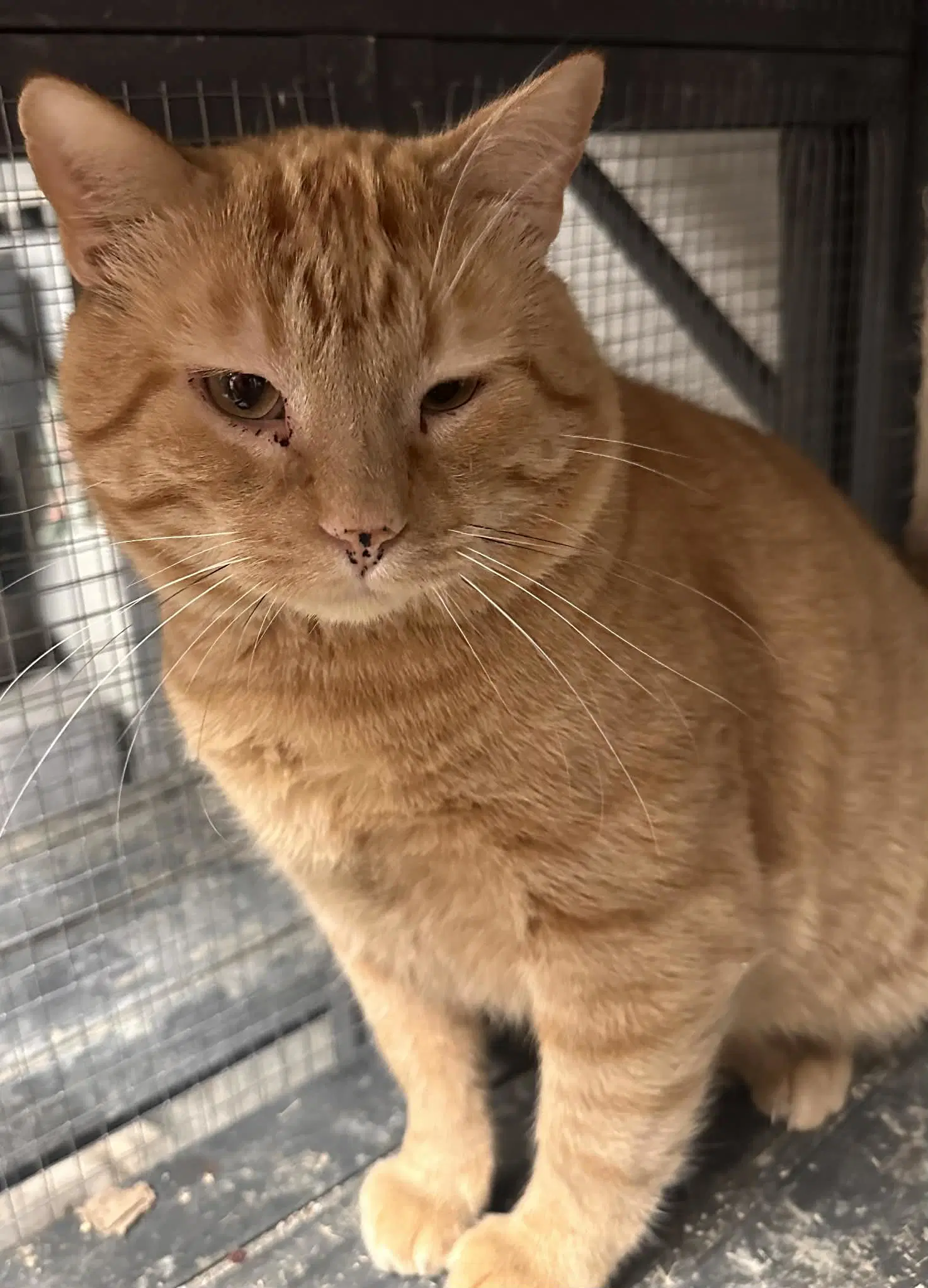 Tonka - Domestic Short Hair