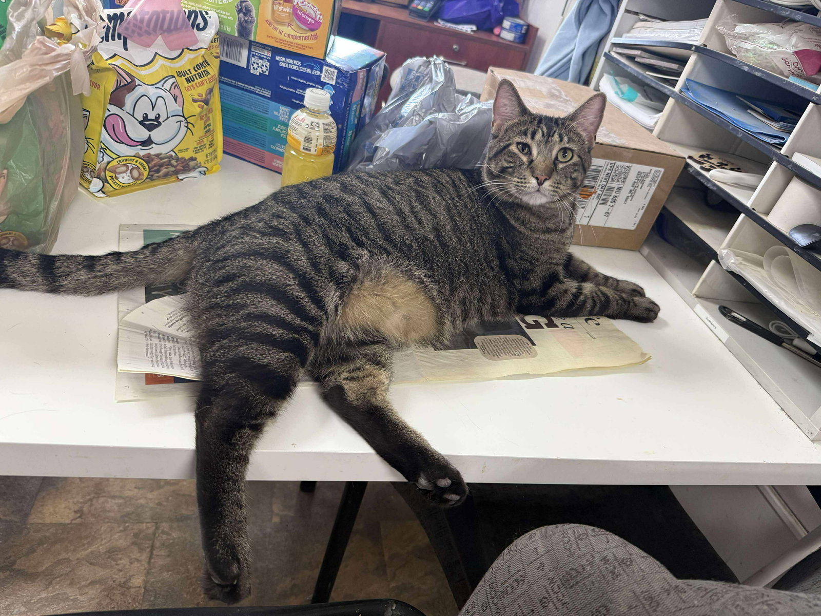 Louie Image