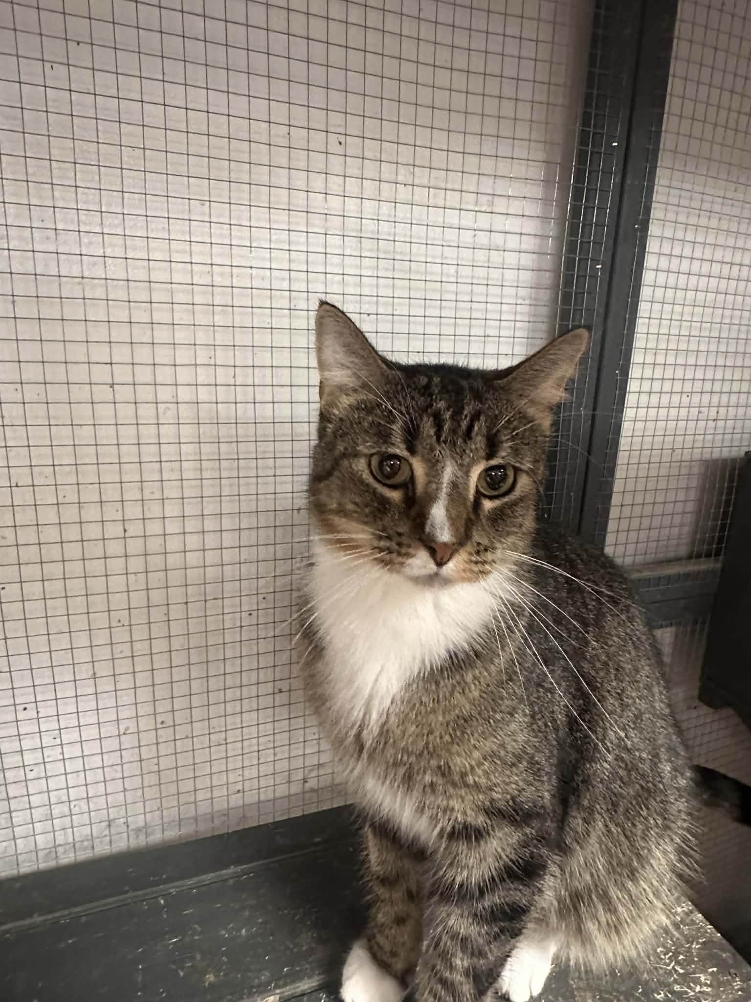 Hannibal - Domestic Short Hair