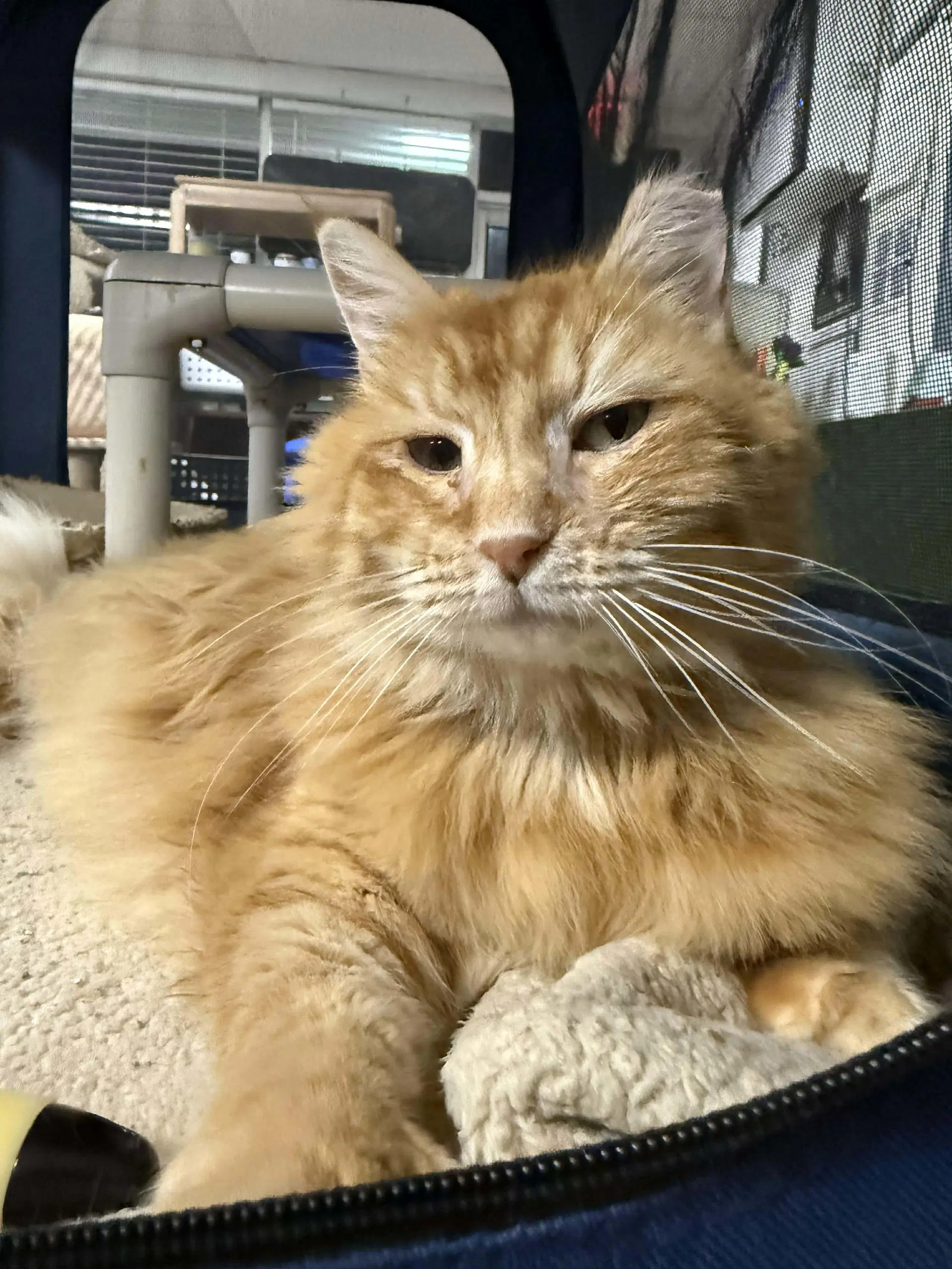 Blondie - Domestic Long Hair