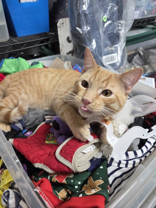 Tater, an adoptable Domestic Short Hair in St. Ann, MO