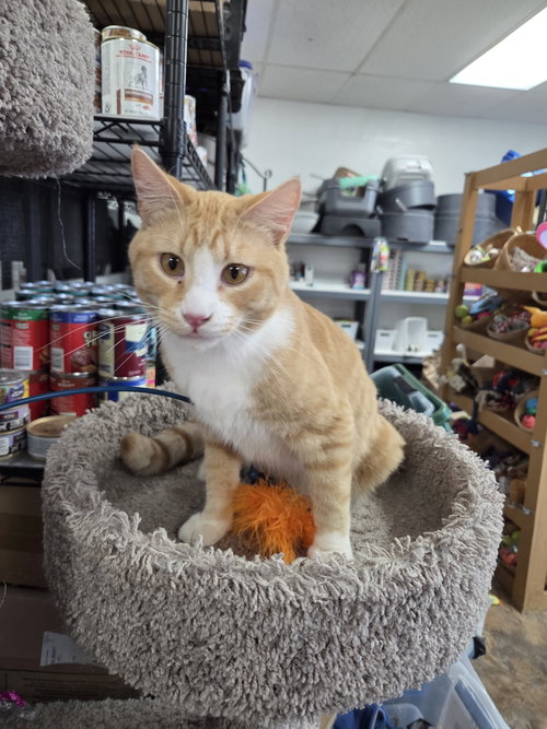 Hashbrown, an adoptable Domestic Short Hair in St. Ann, MO