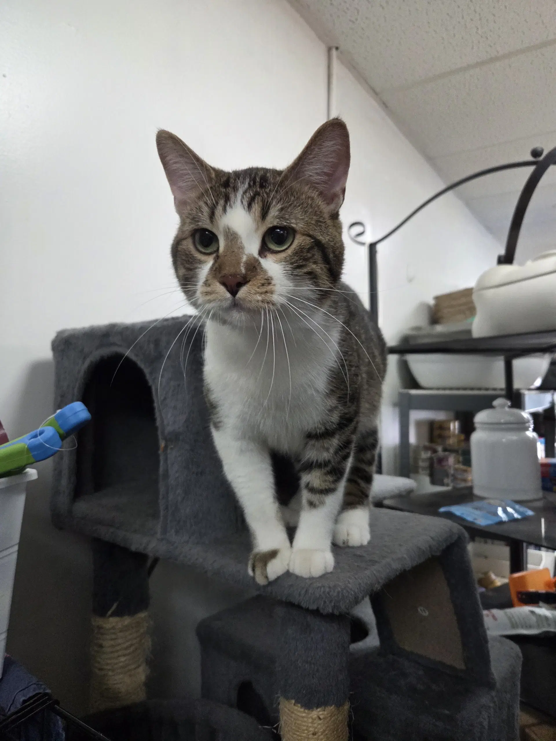 Sardine - Domestic Short Hair