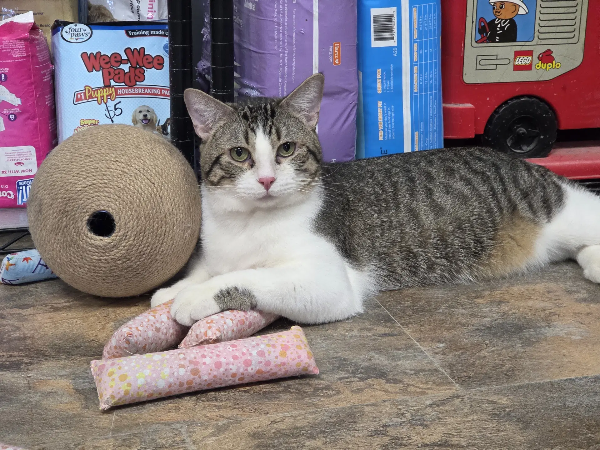 Anchovy - Domestic Short Hair