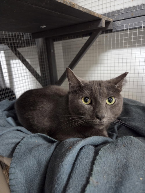 Violet, an adoptable Domestic Short Hair in St. Ann, MO