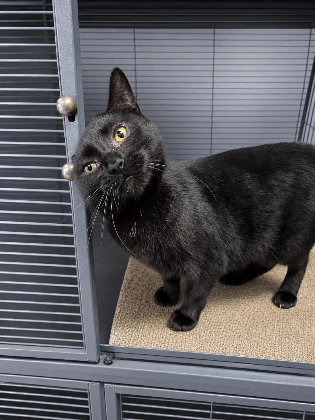 Mirabel - Domestic Short Hair