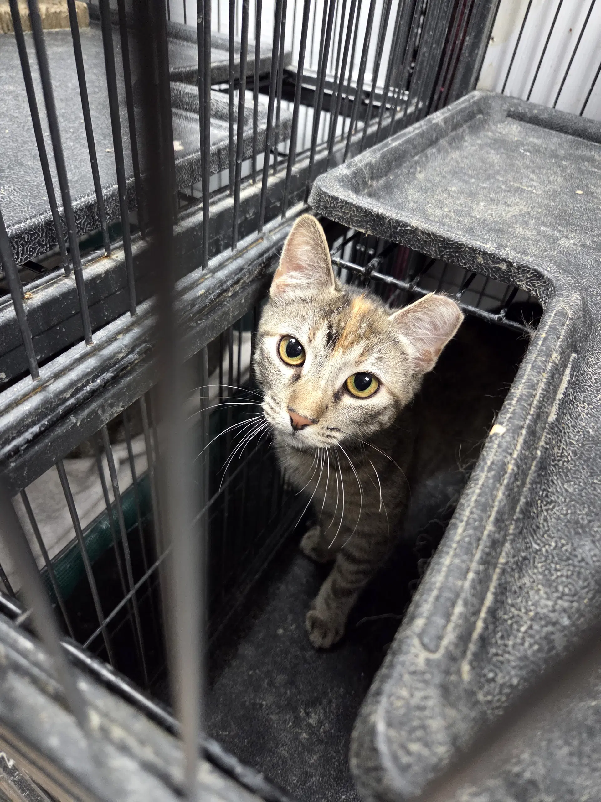 Selina - Domestic Short Hair