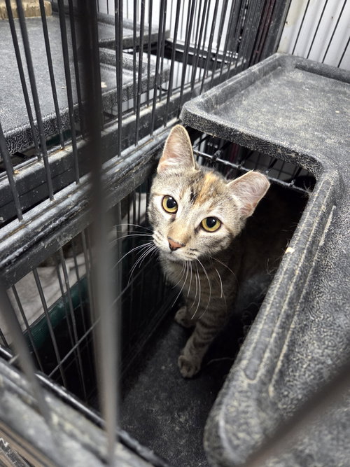 Selina, an adoptable Domestic Short Hair in St. Ann, MO