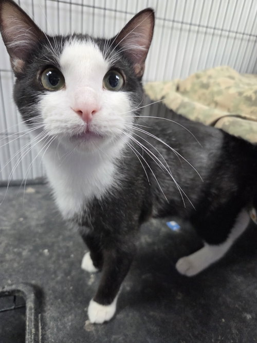 Alfred, an adoptable Domestic Short Hair in St. Ann, MO