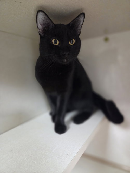 Smalls, an adoptable Siamese in St. Ann, MO