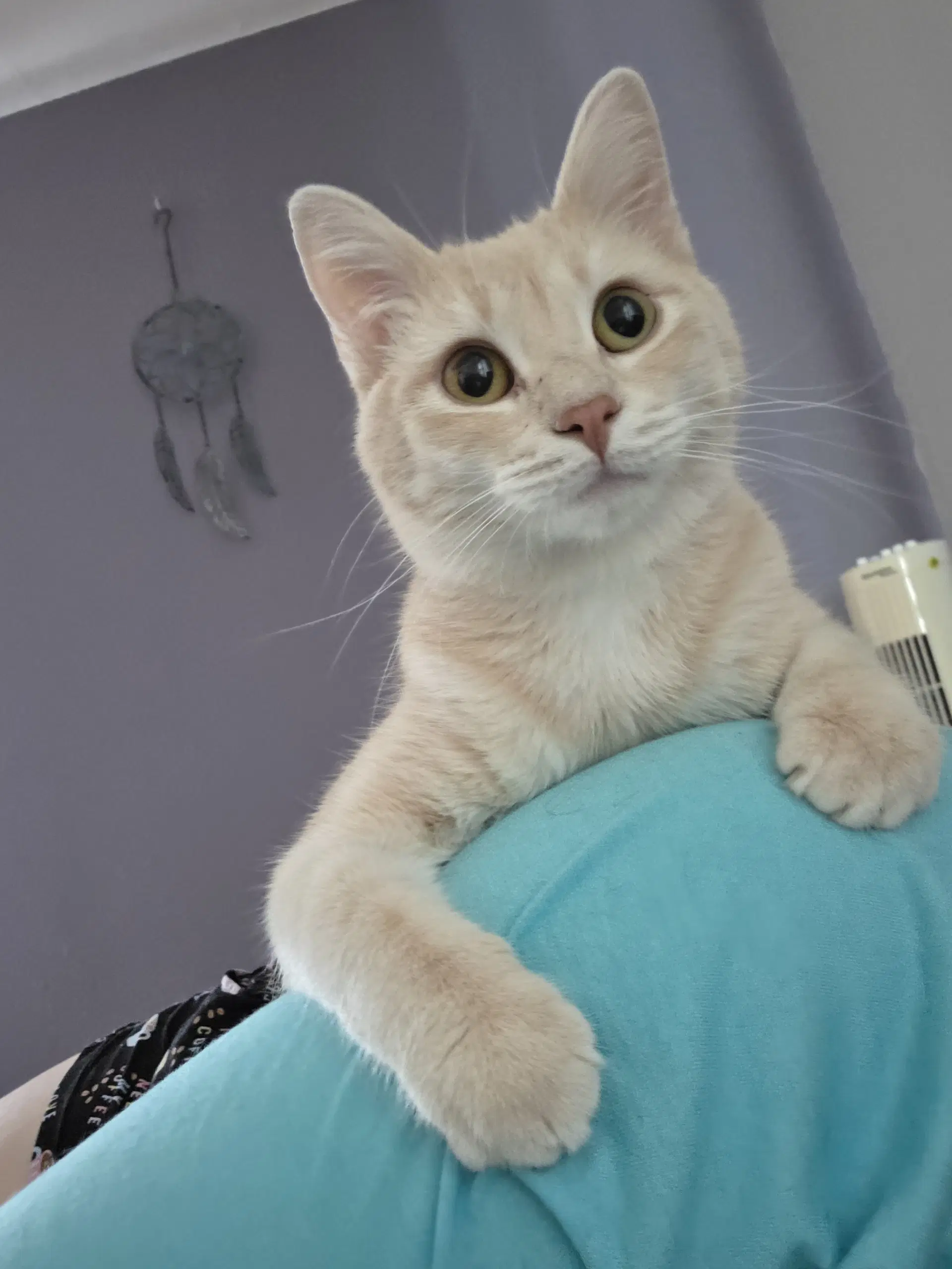 Spencer - Domestic Short Hair