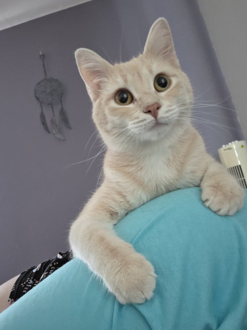 Spencer, an adoptable Domestic Short Hair in St. Ann, MO