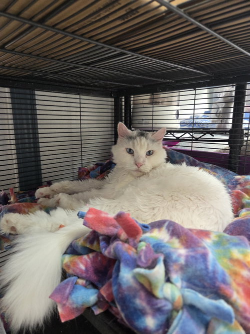 Loki, an adoptable Himalayan in St. Ann, MO