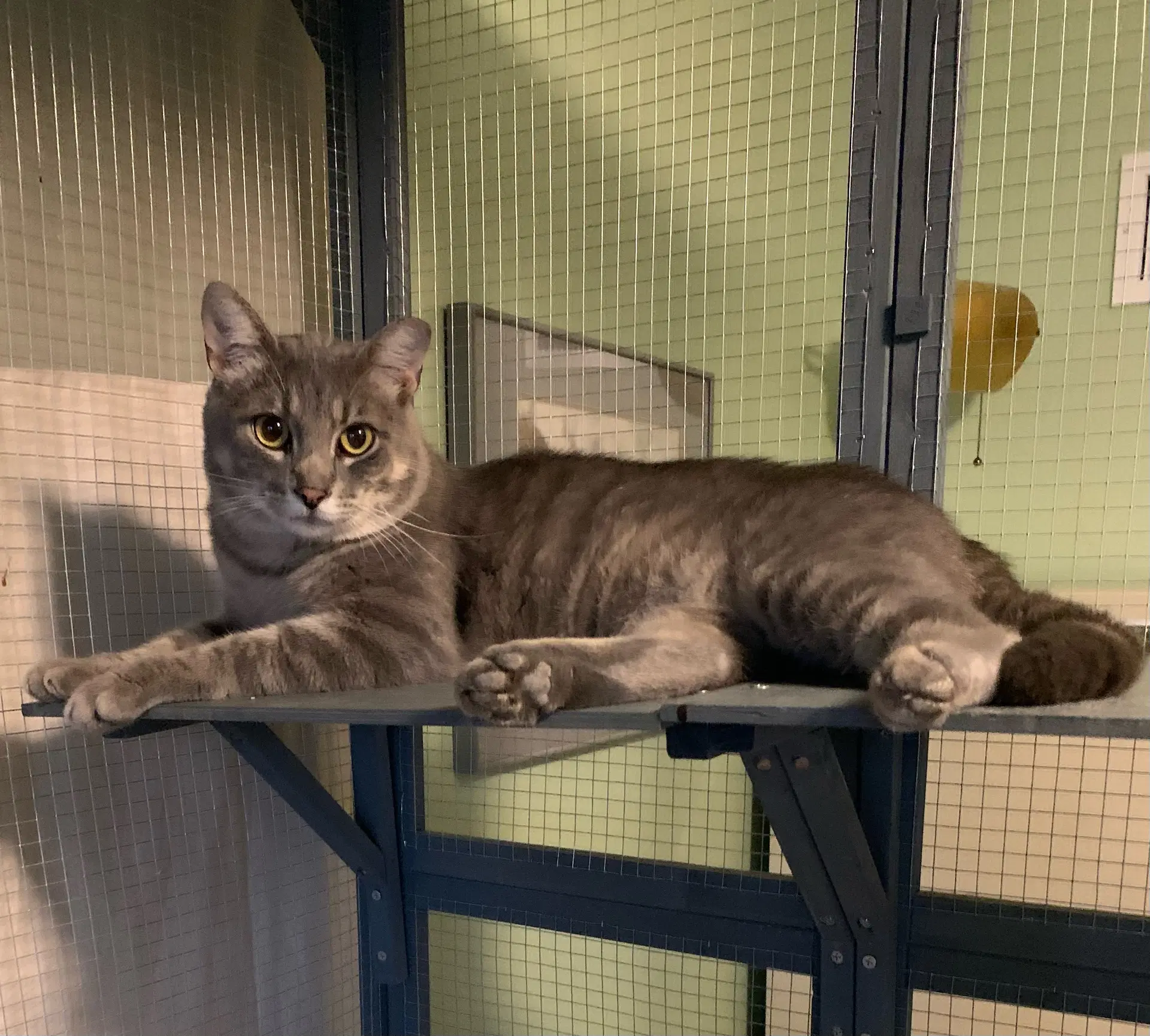 Fred - Tabby