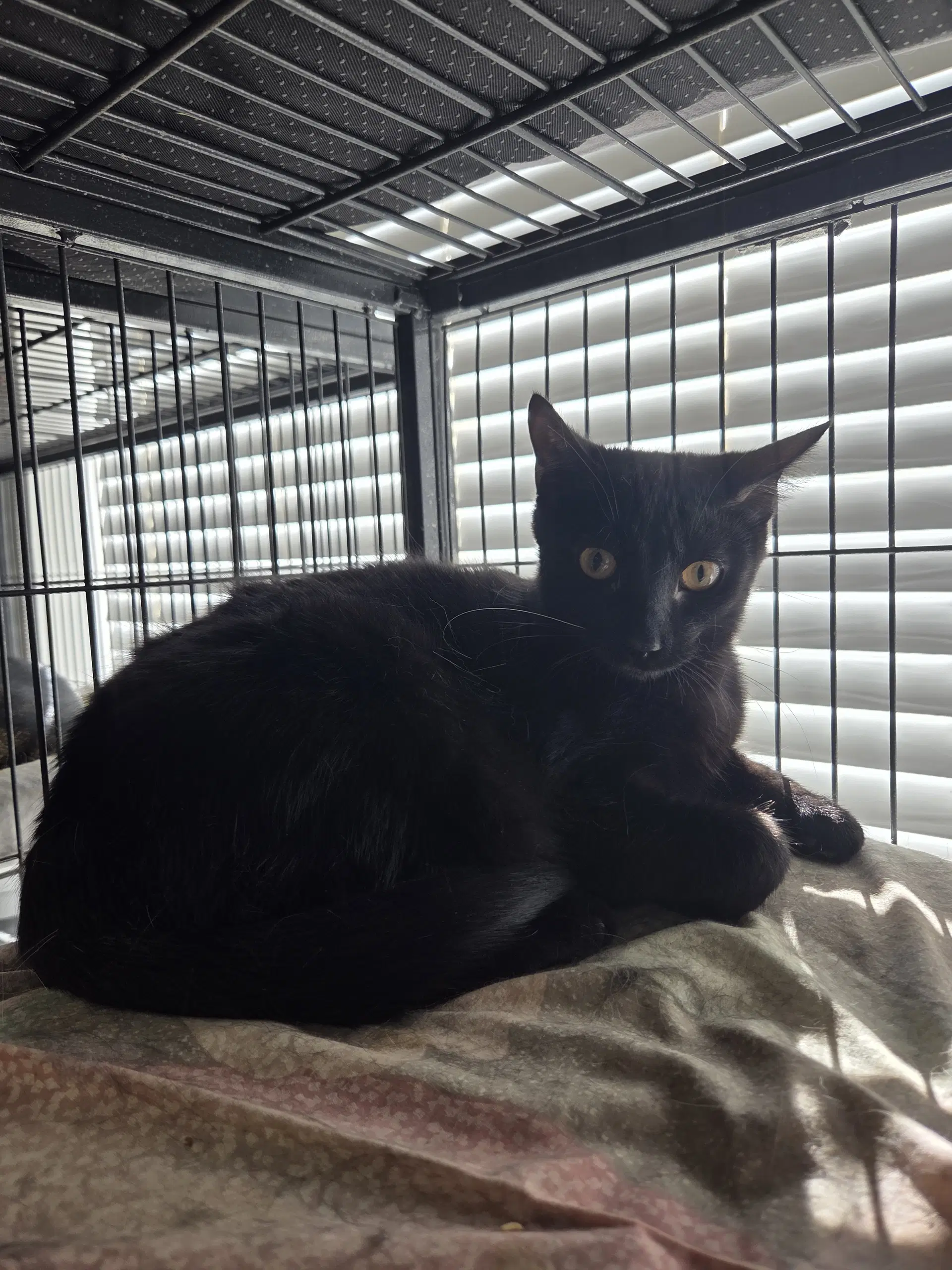 Bounce - Domestic Short Hair