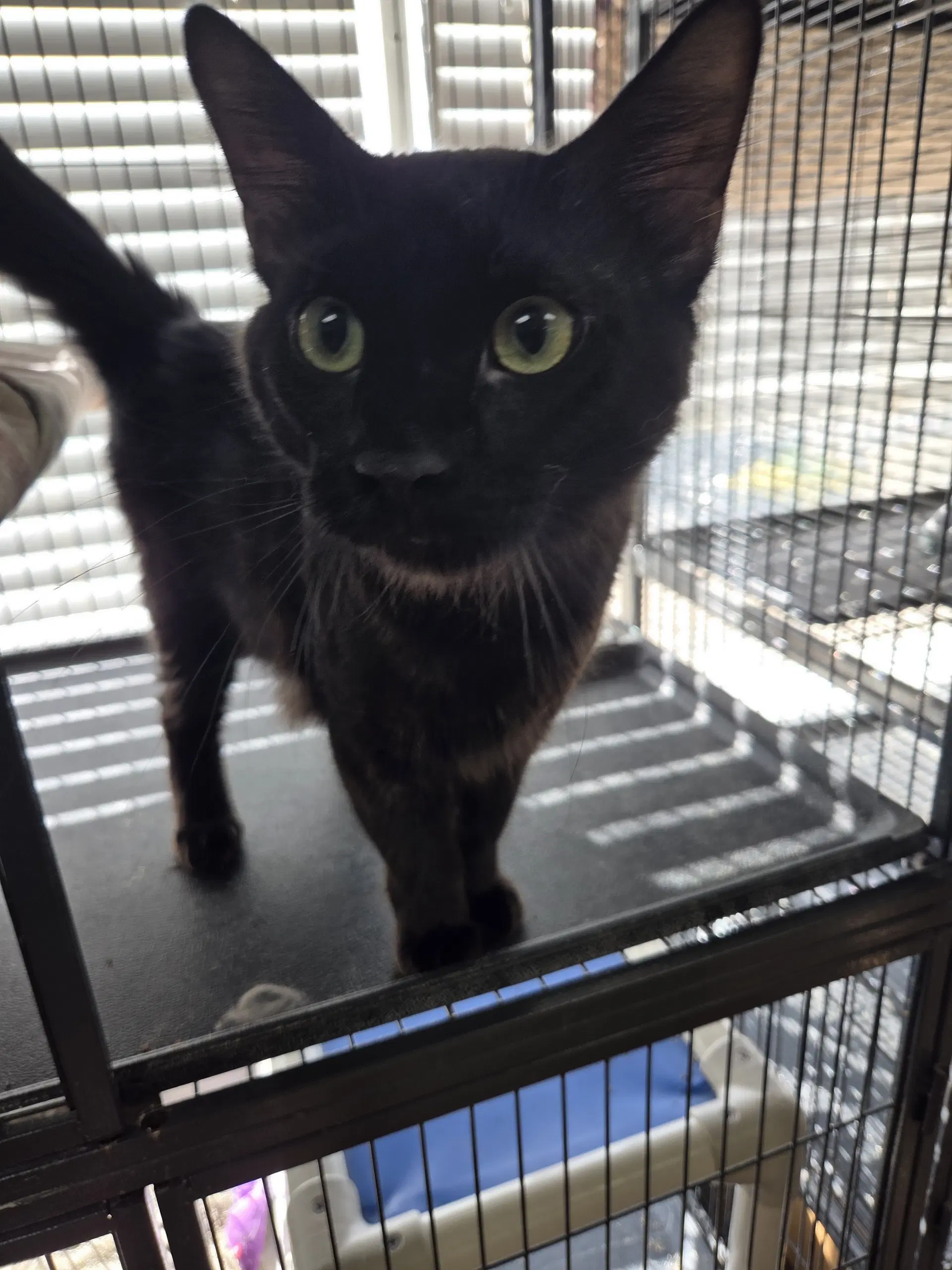 Downy - Domestic Long Hair