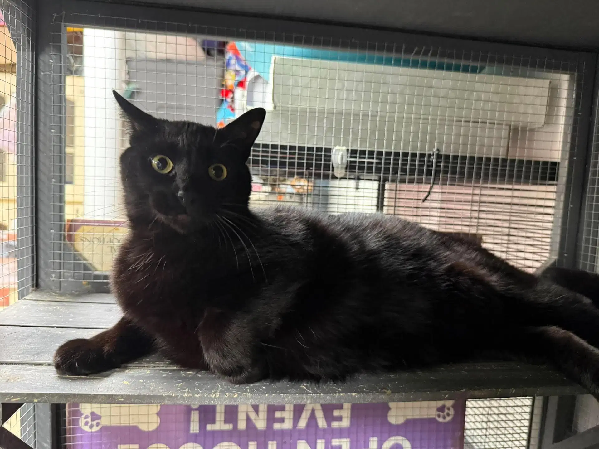 Voodoo - Domestic Short Hair