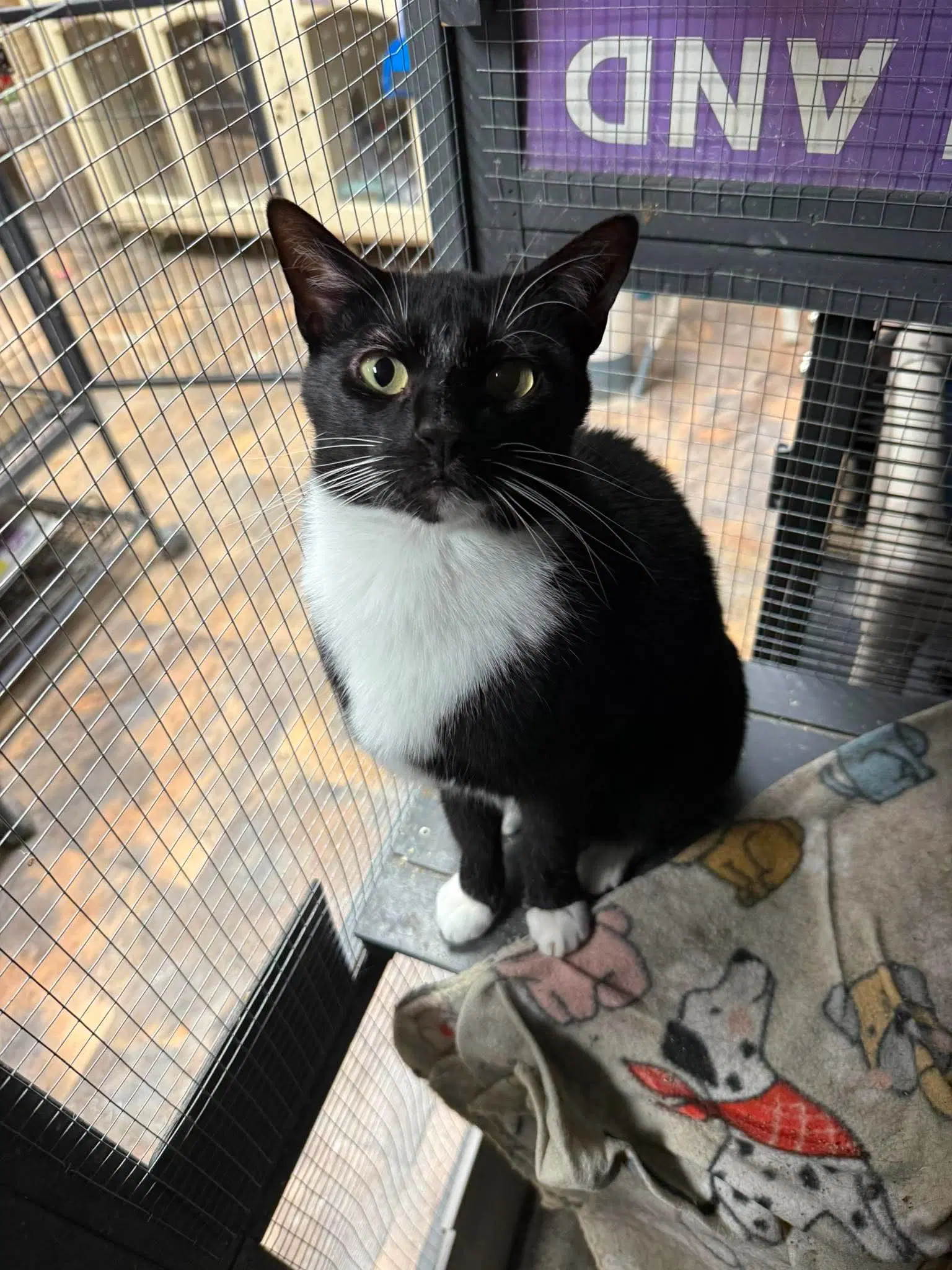 Tux - Domestic Short Hair