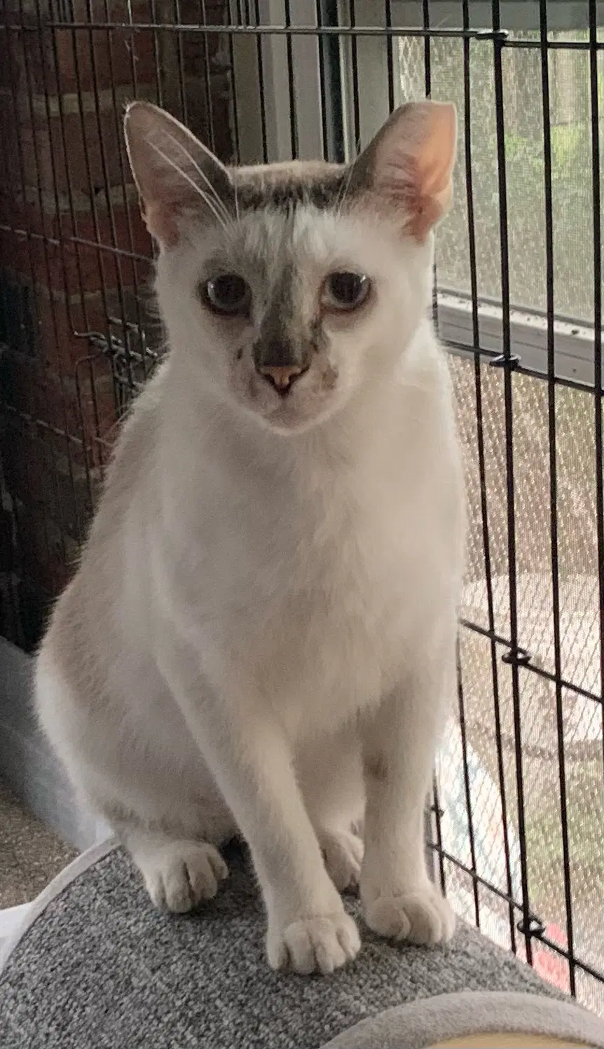 Emily - Siamese