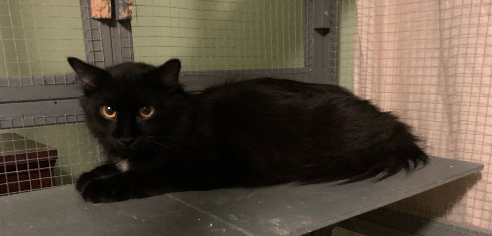 Patrick, Domestic Medium Hair