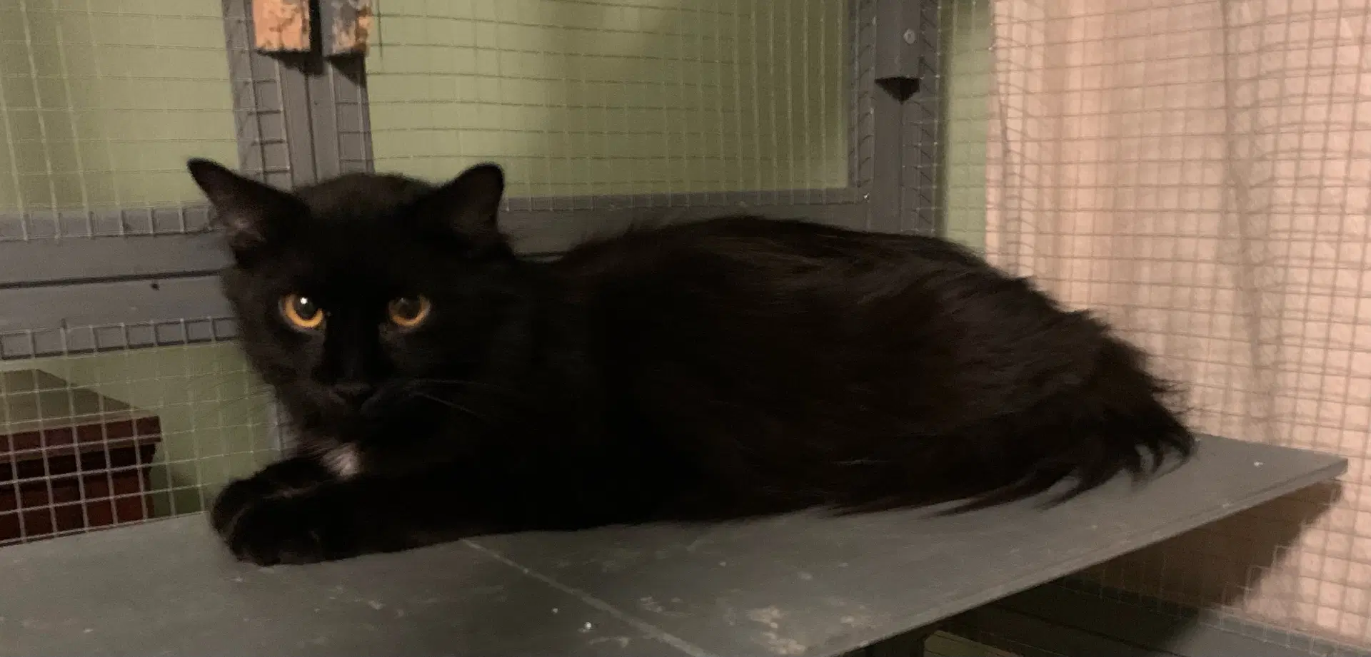 Patrick - Domestic Medium Hair