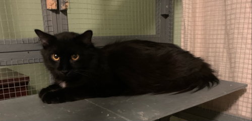 Patrick, a cat for adoption from St. Animal Pet Adoptions