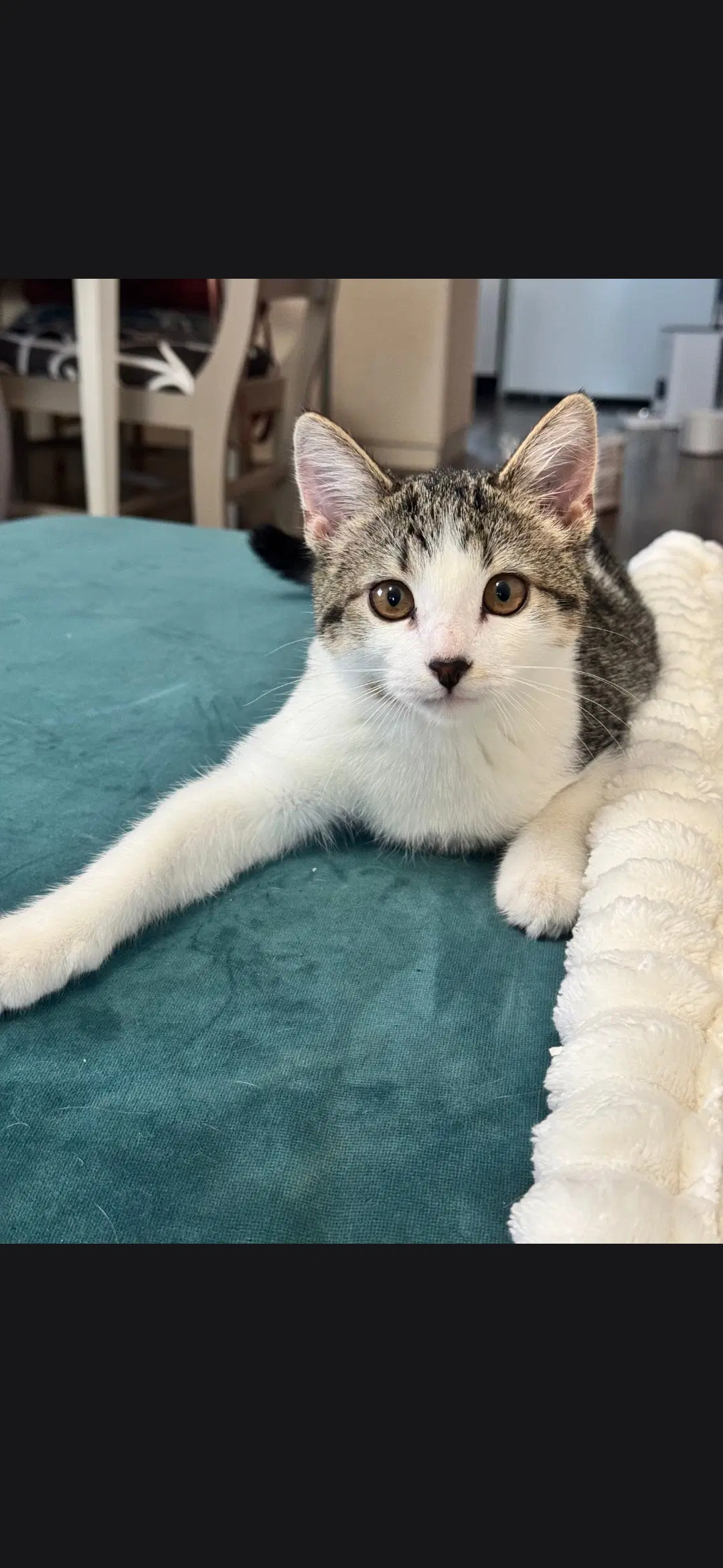 Walker - Domestic Short Hair