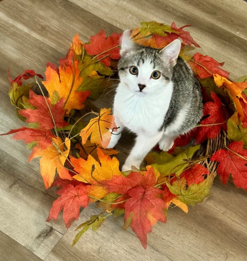 Walker, a young male cat up for adoption