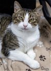 adoptable Cat in florissant, MO named Sparkle