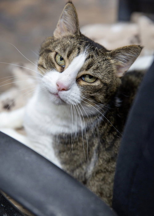 SPARKLE - Domestic Short Hair available for adoption