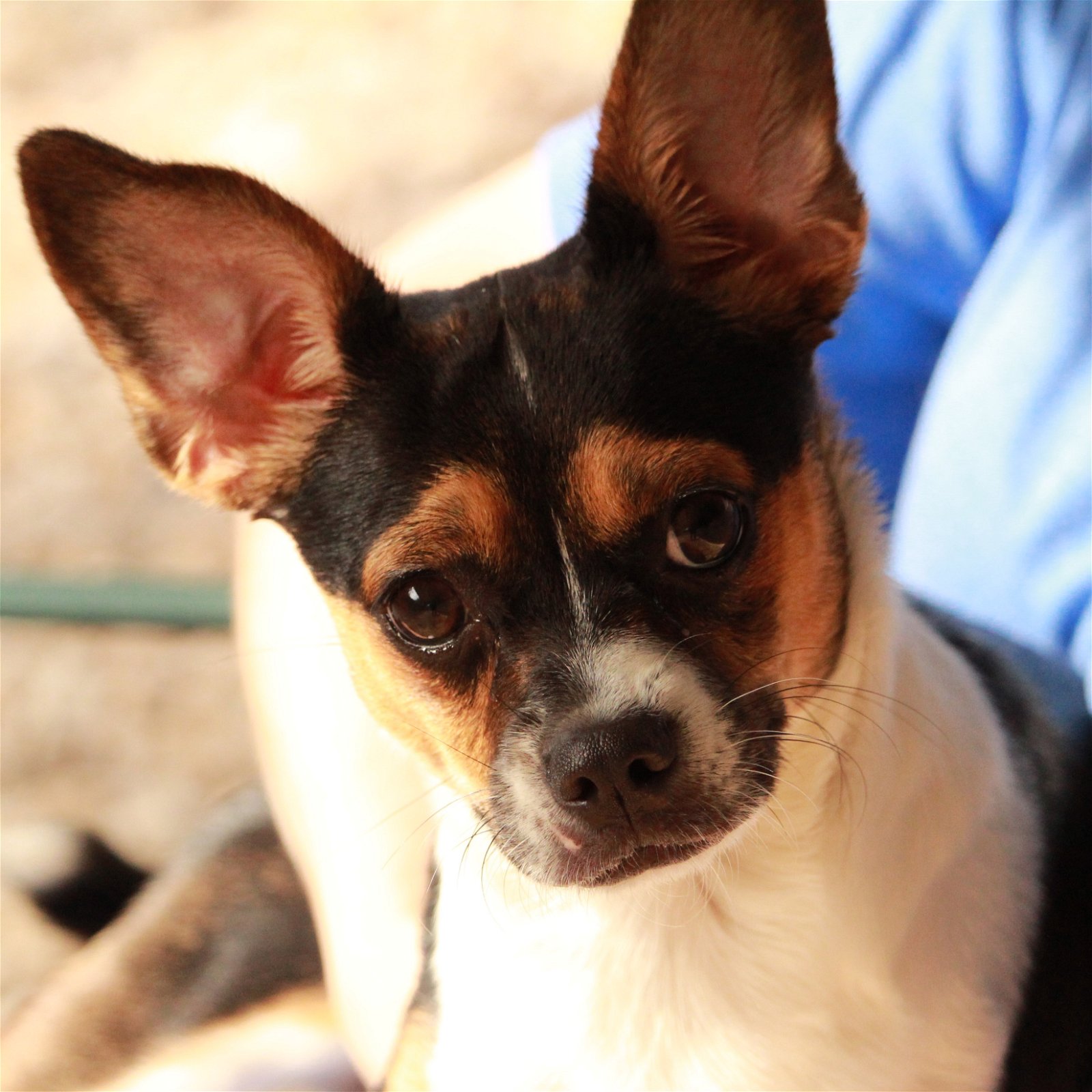 adoptable Dog in Waco, TX named Winnie